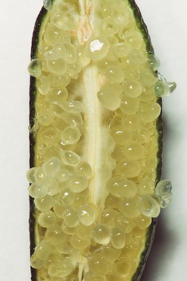 CAVIAR BERGAMOT EDP 100ML -  de Zara - Image 1