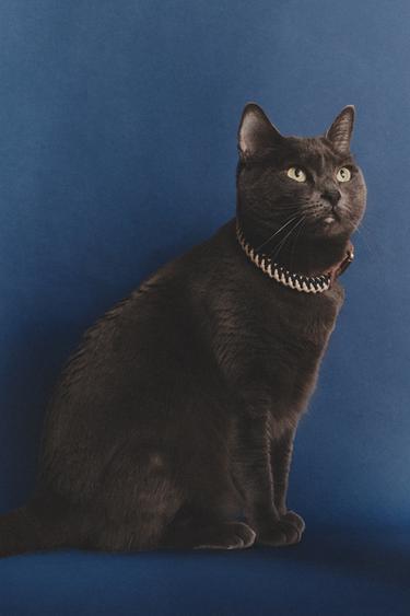 طوق بحبل ملون للكلاب - أزرق الخاص بـ Zara