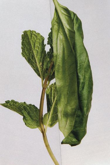 WATERLILY TEA DRESS EDP 100 ML (3,4 FL. OZ). -  de Zara - Image 2