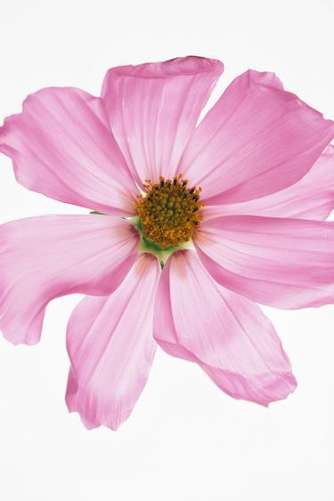 TUBEROSE EDT 90 ML (3,04 FL. OZ). -  de Zara - Image 3