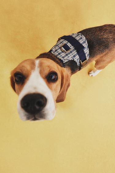 GINGHAM PET HARNESS - Blue by Zara