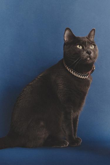 COLOURED CORD DOG COLLAR - Blue by Zara