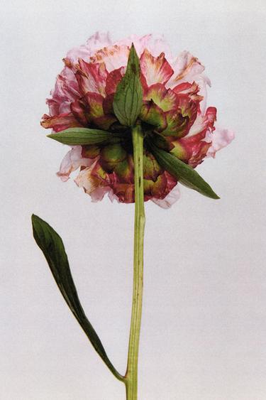 FLEUR DE PATCHOULI EDP 100ML / 3.4 FL. OZ. -  by Zara - Image 2