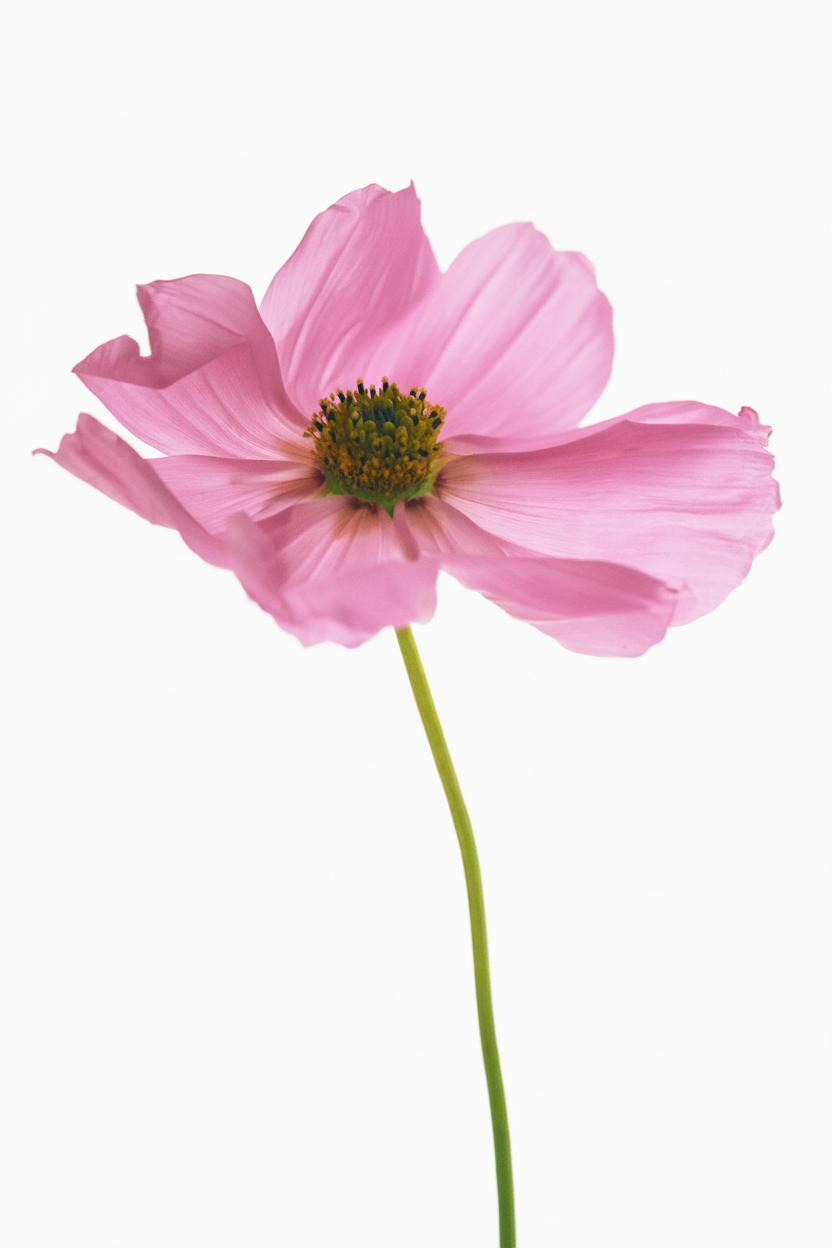 zara tuberose woda toaletowa 90 ml     