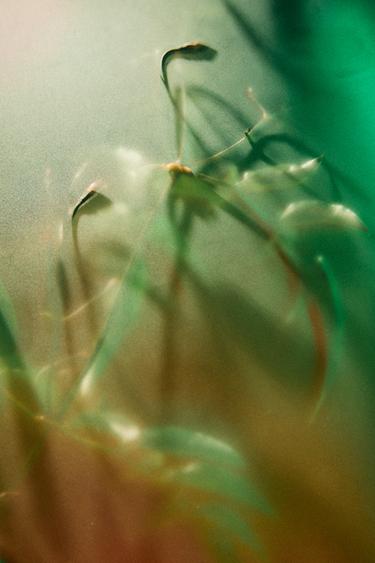 ELEGANTLY TOKYO ÉDITION LIMITÉE EDP 60 ML (2.3 FL.OZ). -  de Zara - Image 2