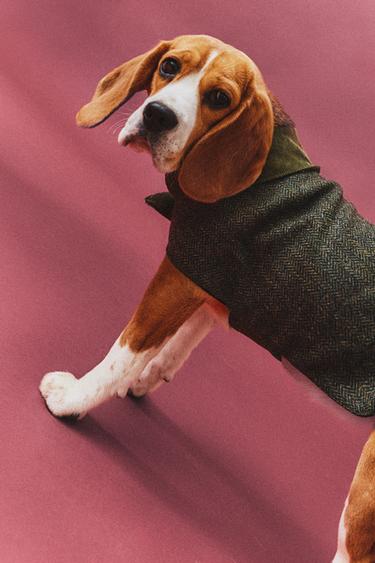 WOOL PET COAT - Green by Zara