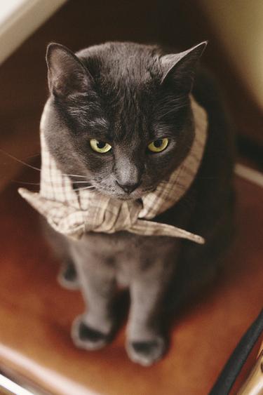 BANDANA DE ALGODÃO E LINHO XADREZ PARA ANIMAIS DE ESTIMAÇÃO - Verde da Zara