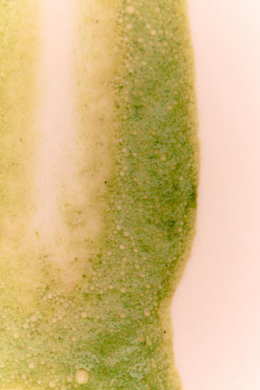 SWEET MATCHA DAY EDT 90ML / 3.04 oz -  by Zara - Image 0