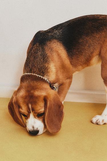 ROPE PET COLLAR - Blue by Zara