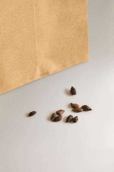 KIT DE CULTURE GRAINES DE PIN JARDIN - Marron de Zara - Image 2