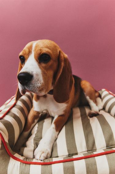 STRIPED PET BED WITH PIPING - Light green by Zara