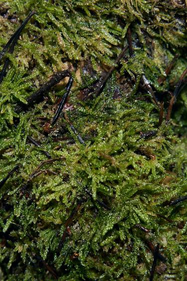 FIERCE LOVE EDP 80ML (2.71 FL. OZ). -  by Zara - Image 1