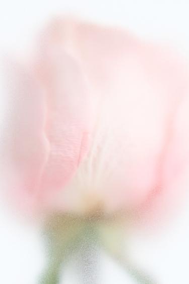 WONDER ROSE CRUSH EDP 90ML (3,04 FL. OZ). -  de Zara - Image 2