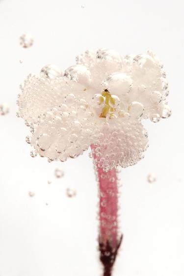 ONLINE EXCLUSIVE - DISCOVERY SET BODY MIST 4X75ML - TINTED LEATHER by Zara - Image 2