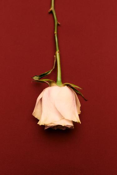 FASHIONABLY LONDON ELIXIR PARFUM 100ML (3.4 FL.OZ). -  de Zara - Image 1