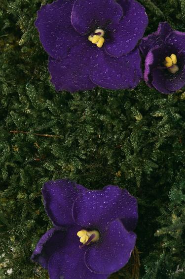 DIFFUSEUR DE PARFUM MONTMARTRE IN SPRING 90 ML (3.04 FL.OZ). - prêt à teindre de Zara - Image 2