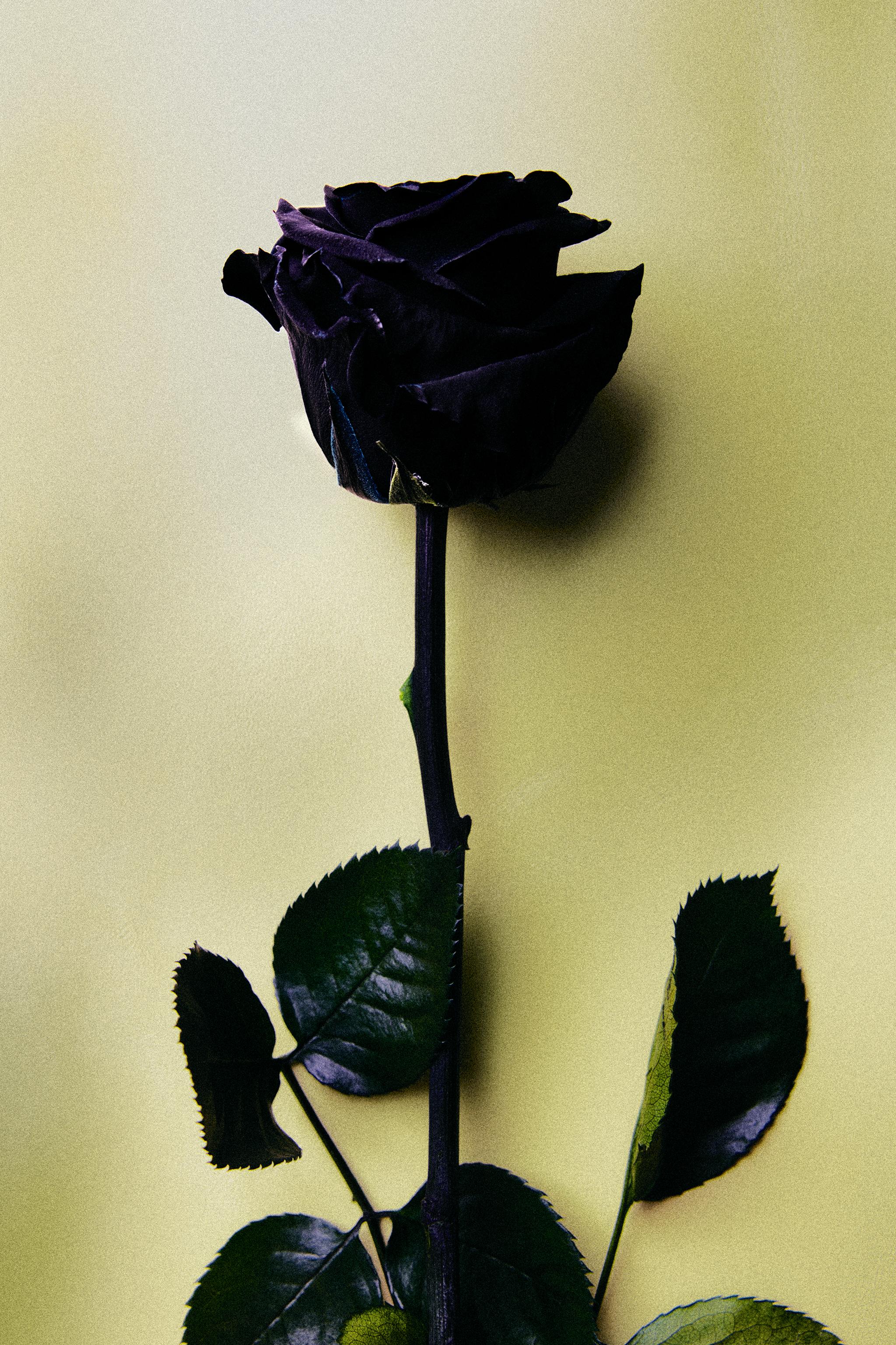 SUEDE & DARK ROSES EDP 80 ML (2.71 FL. OZ).