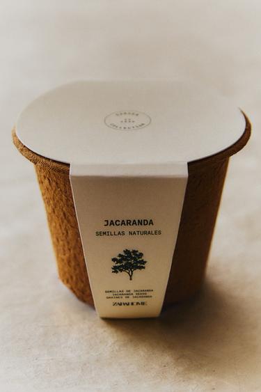 JACARANDA SEED GROWING KIT - Brown by Zara