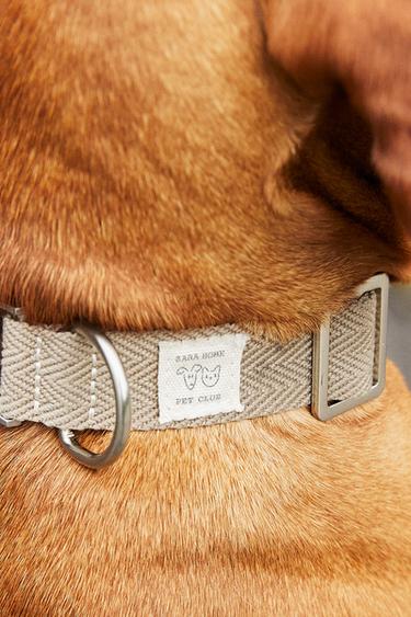 HALSBAND HUND FARBE - Khaki von Zara