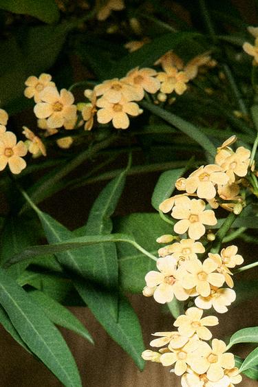 PETALE DAMBRE PARFUM 100ML / 3.38 oz. -  by Zara - Image 1