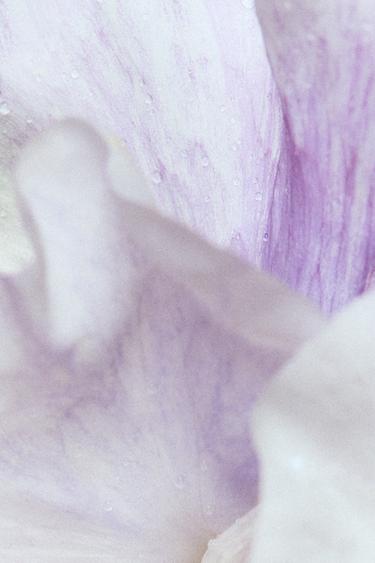 ORCHID EDP & WONDER ROSE EDT 2X90 ML (3.0 FL. OZ). -  by Zara - Image 3