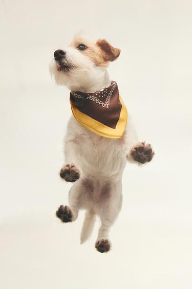 BANDANA COTON PAISLEY POUR ANIMAUX DE COMPAGNIE - Marron de Zara