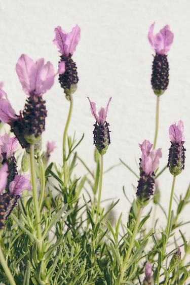 GOLDEN DECADE SUMMER EDP 80ML (2.71 FL. OZ). -  de Zara - Image 2