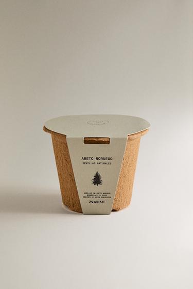 SPRUCE TREE SEED GROWING KIT - Brown by Zara