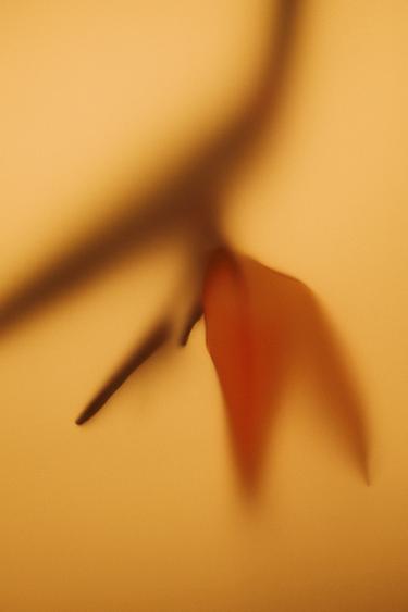 GOLDEN DECADE PARADISE EDP 80ML / 2.71 oz -  by Zara - Image 3