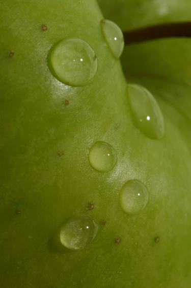 APPLEJUICE SUMMER & APPLEJUICE EDT 90ML (3.04 FL. OZ). -  nga Zara - Imazh 0