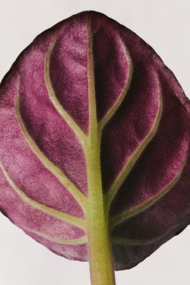 DIFFUSEUR DE PARFUM MONTMARTRE IN SPRING 90 ML (3.04 FL.OZ). - prêt à teindre de Zara - Image 1