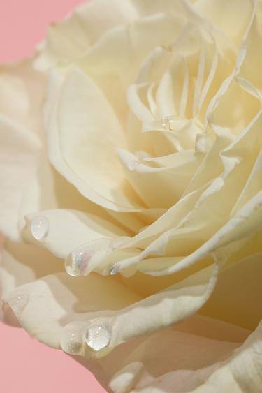 WONDER ROSE EDT 30ML (1.01 FL. OZ). -  by Zara - Image 0