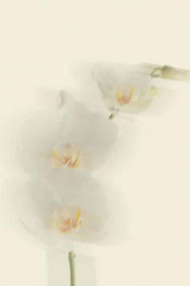 SET - Jaune de Zara - Image 0