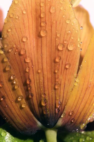 COCOA SUNSET IN BALI EDP 100ML (3.4 FL. OZ). -  by Zara - Image 2