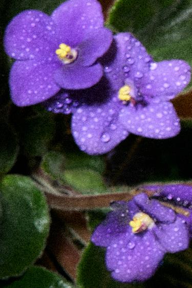 BRÛLANTE VIOLETTE PARFUM 100ML / 3.4 FL. OZ. -  by Zara - Image 1