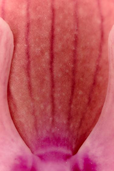 PINK FLAMBÉ EDT 90ML (3,04 FL. OZ). -  de Zara - Image 3