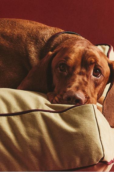 XL PET FLOOR CUSHION WITH PIPING - Beige by Zara