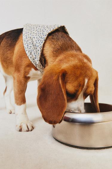 STAINLESS STEEL PET FOOD BOWL - Silver by Zara