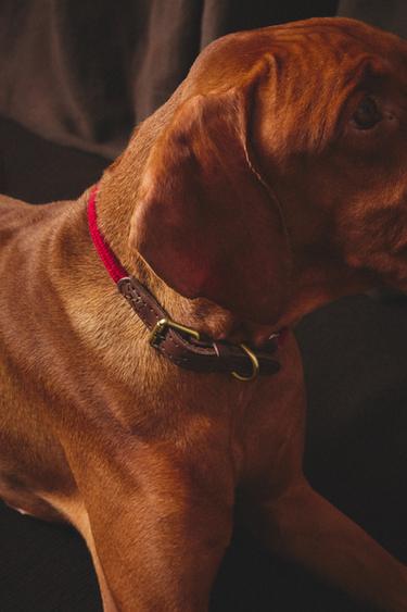 LEATHER AND ROPE DOG COLLAR - Red by Zara - Image 7