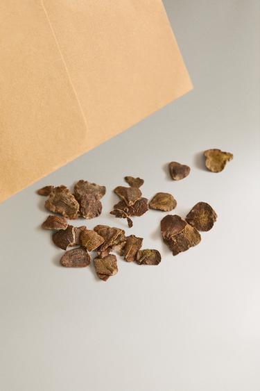 JACARANDA SEED GROWING KIT - Brown by Zara - Image 2