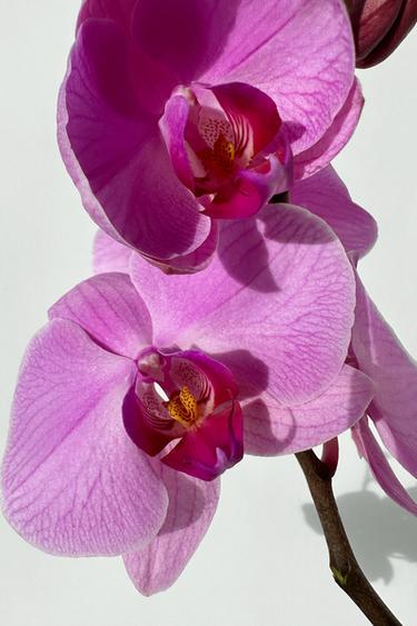 ORCHID EDP 30ML / 1.01 oz -  by Zara - Image 1