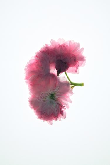 VIOLET BLOSSOM EDP 90 ML / 3.04 oz -  by Zara - Image 0