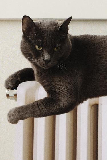 GINGHAM PET BLANKET - Blue by Zara