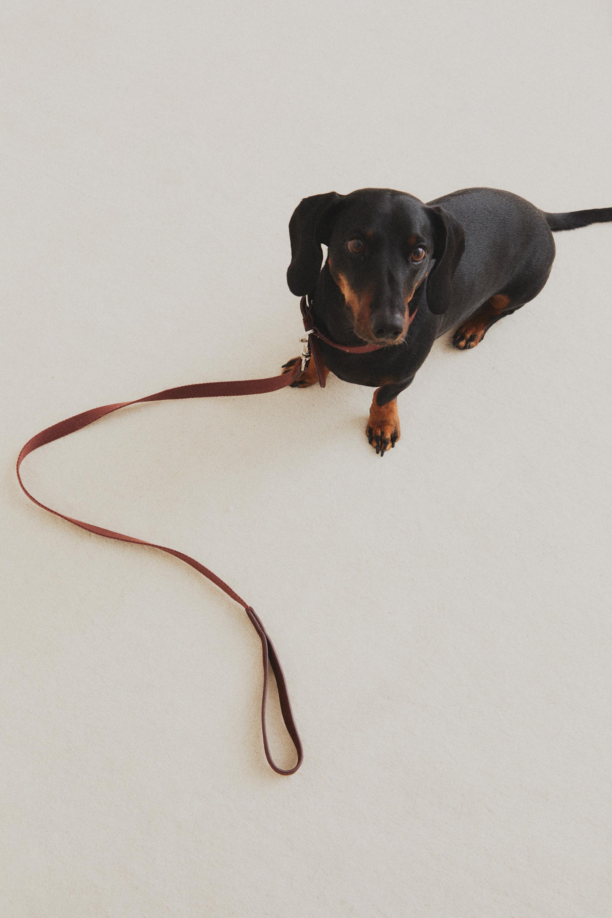 LEATHER PET LEAD WITH CLIP — Burgundy
