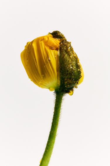 Zara CHAPTER DISCOVERY SET EDP 4 X 30毫升（1.01 液量盎司）。 - 明淺棕色