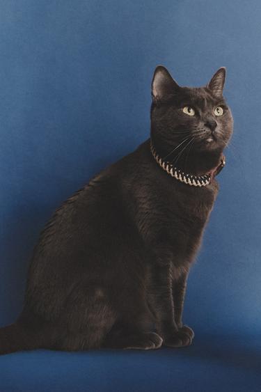 ROPE PET COLLAR - Blue by Zara - Image 6