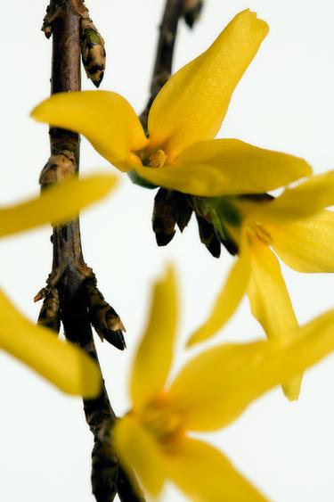 AMBER FUSION EDP 80ML (2.71 FL. OZ). -  de Zara - Image 2