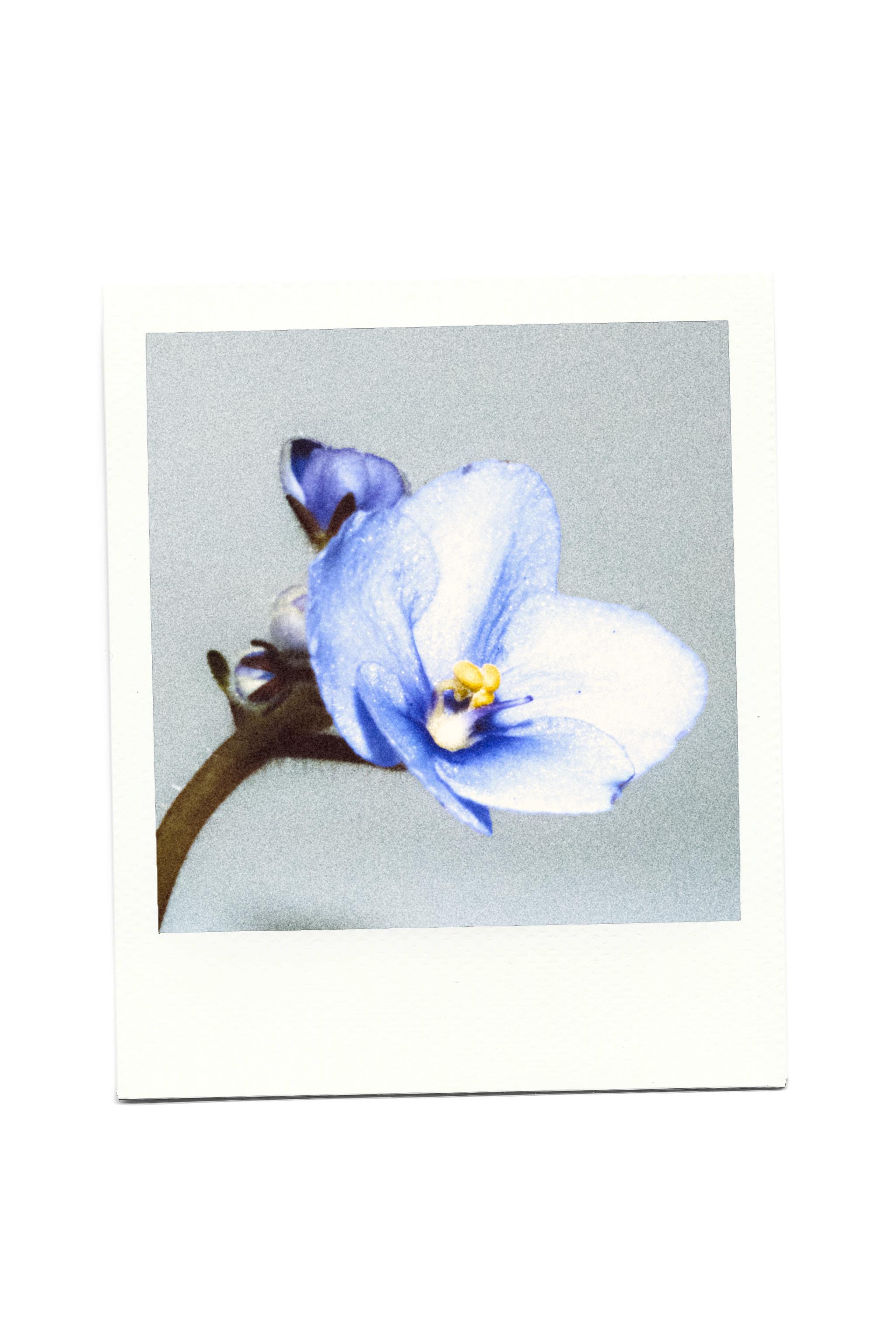 VIOLET BLOSSOM WINTER EDP 90ML (3.04 FL. OZ.)