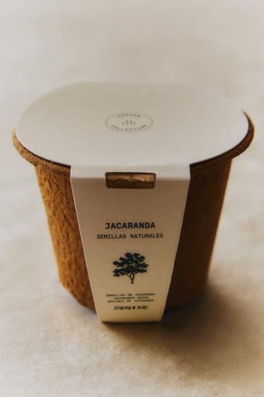 SADA PĚSTOVÁNÍ SEMEN JACARANDA - Hnědá od Zara