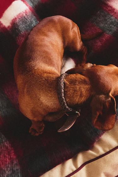 COLLIER CUIR TRESSE CHIENS - Marron de Zara